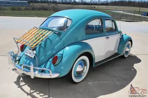Beautiful California Beetle - Classic