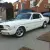 Shelby Tribute White/Dark Blue Stripes 5.0 5 Speed