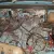 1975 1200 flat screen vw beetle project tax and mot exempt