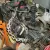 AMC : Javelin Sport