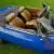  1973 Jaguar E Type V12 manual Convertible. 