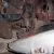Barn Find  1967 Austin Healey BJ 8   Mark III Convertible