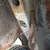 Ford : Mustang FASTBACK