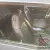 1974 Chevrolet CHEVY MONTE CARLO SMALL BLOCK V8 HOTROD RATROD MUSCLE CAR
