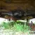 HOLDEN HK,BELMONT,UTE,186,3 ON FLOOR,DRUM FRONT,PROJECT,SPARES RESTORE,DRAG,L@@k