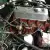  MG B GT 1973 Classic British Sports Car 