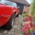 1968 Pontiac Firebird 455 -V8