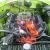 Dodge : Charger 500