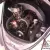1956 oval window beetle