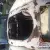 MG MGA  Coupe Rolling shell  For Restoration  US Import LHD  Project Parts car