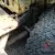 willys jeep WW2 1943 Willys MB military vehicle classic car barn find