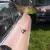  2 Cadillac 1959 Coupe Flattop Wedding Funeral DEB Balls Chauffeur Work Shows 