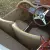 MG TF, 1954, 1250cc with 5 speed gearbox conversion , Red with tan interior.