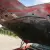 Pontiac : Trans Am TRANS AM