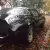 1979 Pontiac Trans Am Trans Am