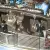 1969 Mercury Cougar XR-7 Convertible, 58K miles,original unrestored