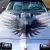 1979 Pontiac Trans Am 10th anniversary