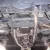  1973 TRIUMPH STAG - Manual Overdrive , just fully serviced , history and mot TAX 