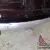 1949 Crosley Pickup --