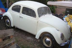 "Barn Find" VW 1961 Volkswagen Beetle 1200 IN Great Original Condition in Eagleby, QLD Photo