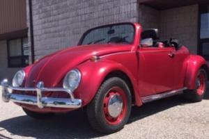 Volkswagen : Beetle - Classic Photo