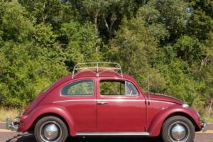 1961 Volkswagen Beetle - Classic Photo
