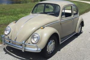 1966 Volkswagen Beetle - Classic Photo