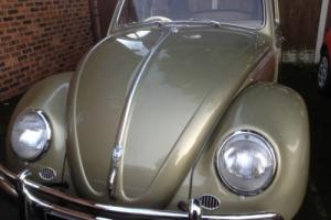 fully restored 1957 beetle Photo