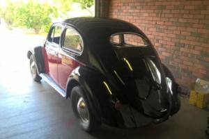 VW Oval Beetle 1956 in QLD