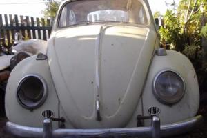 Classic 1965 VW Beetle 99% rust free no bog reco motor patina ratty Photo