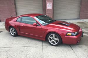 2004 Ford Mustang SVT Photo