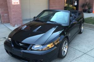2003 Ford Mustang SVT Photo