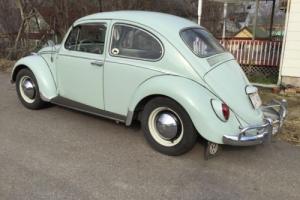1965 Volkswagen Beetle - Classic Photo