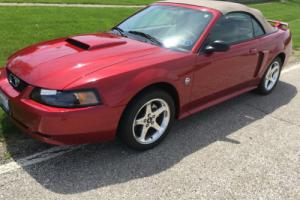 2004 Ford Mustang GT Photo