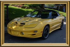 Collector Trans Am Photo