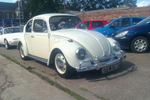  Classic beetle  Photo