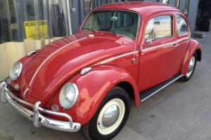  Exquisite 1964 VW Bug 