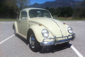 Immaculately restored 1965 Panama Beige classic VW Beetle