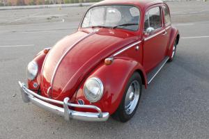 1966 VW Volkswagen : Beetle - Classic Photo