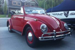 Volkswagen : Beetle - Classic Convertible Photo