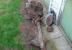 1950 Landrover Series 1 Engine Gearbox Front Axle in Skipton, VIC