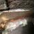 Pontiac : Firebird 350 HO