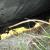 Ford : Mustang See C7ME-A-CJ 428 COBRAJET block in other auction
