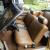Ford : Torino GT