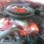 Dodge : Coronet 500