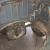 '52 Split window VW beetle. Crotch cooler model. Recent barn find. Rare vehicle.