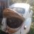 vw volkswagen beetle 1958