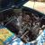 1977 Ford Mustang -COBRA 2 - 2nd OWNER SINCE 1980 - NUMBERS MATCHING