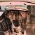 Vintage VW T2 Bay Window Milkshake & Ice Cream Bar- with awning, trailer & more