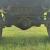 1981 Jeep CJ8 Scrambler